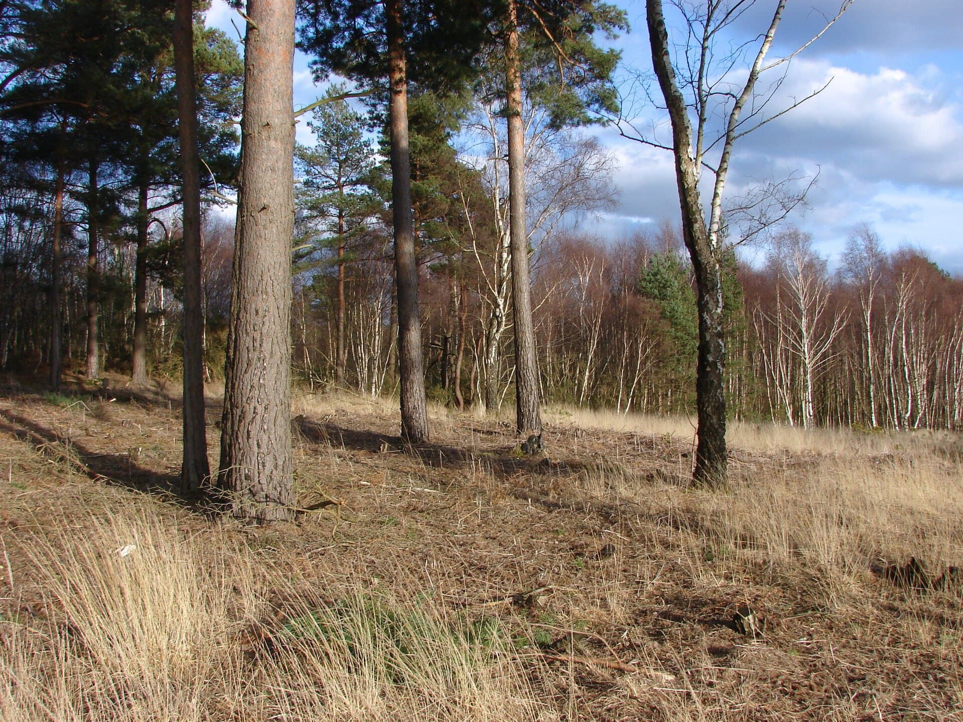 Heather and heathland on the Old Course at Sunningdale.