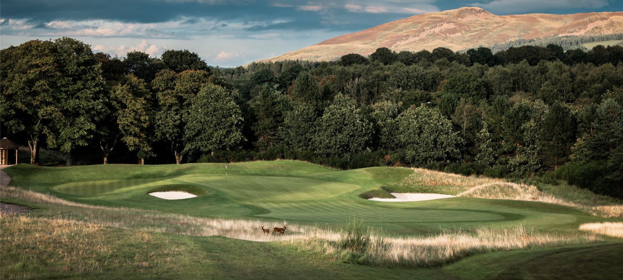 A bunkered green with deer grazing in front, backed by woodland and hills, on the PGA Centenary Course at Gleneagles.