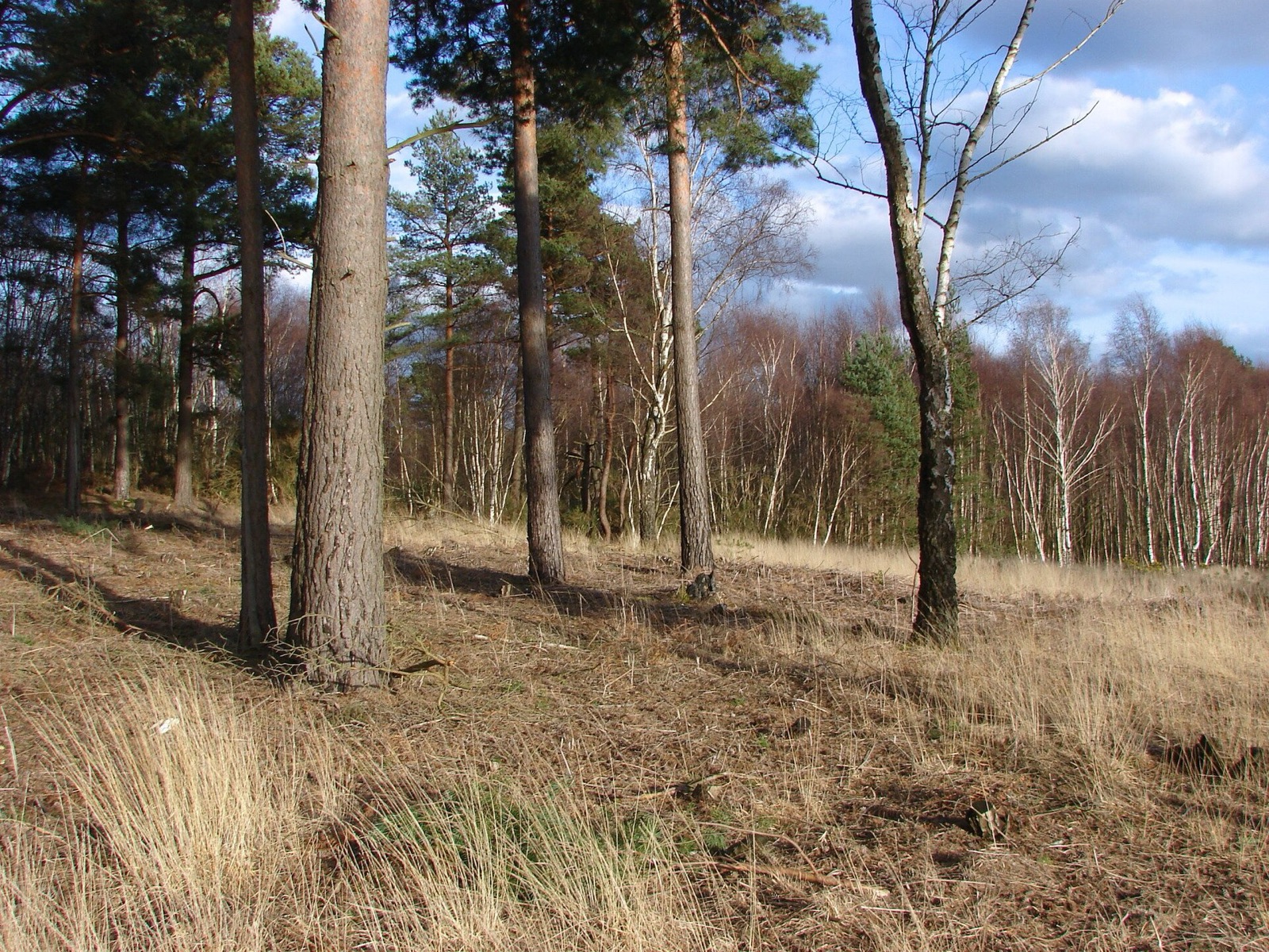 Heather and heathland on the Old Course at Sunningdale.