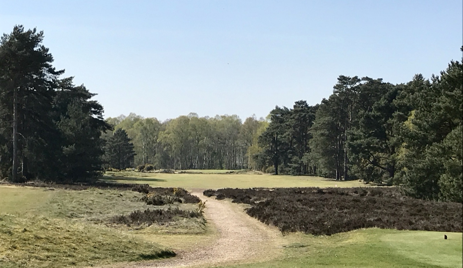 A wide fairway corridor at Woodhall Spa framed by mature Scots pine and silver birch, with broad expanses of dormant brown heather in the foreground.